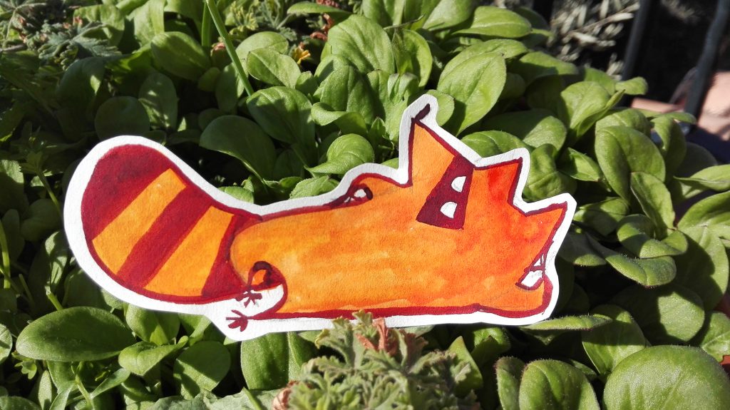 Primavera al sol de nuestro Indi indi es un mapache tranquilo