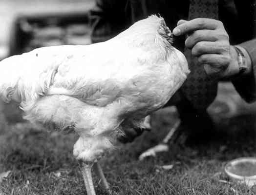 Mike, el pollo sin cabeza Mike, el pollo sin cabeza
